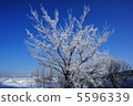 一棵樹 5596339