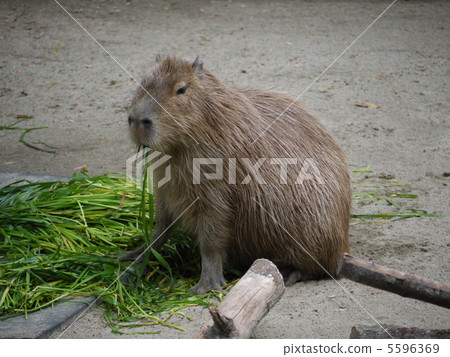 Capybara 5596369