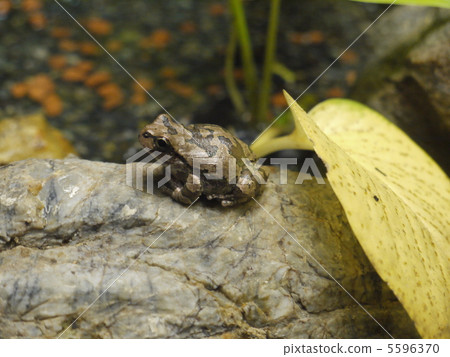 A frog 5596370