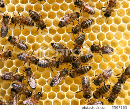 honey comb and a bee working 5597163
