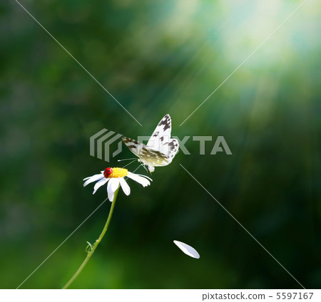 daisy 5597167