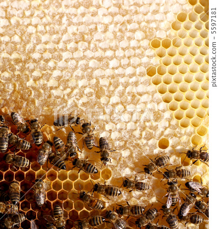 honey comb and a bee working 5597181