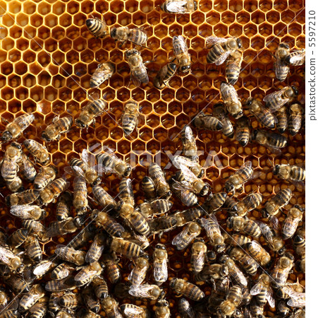honey comb and a bee working 5597210