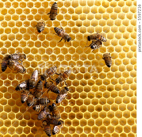 honey comb and a bee working 5597216