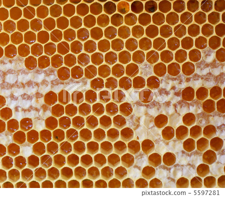 honeycomb background honeycomb background 5597281