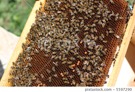 honey comb and a bee working 5597290