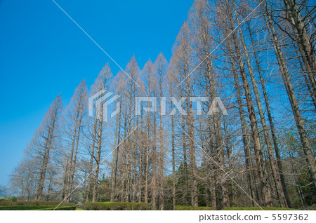 Metasequoia Metasequoia 5597362