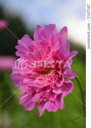 波斯菊花 波斯菊花 5597387