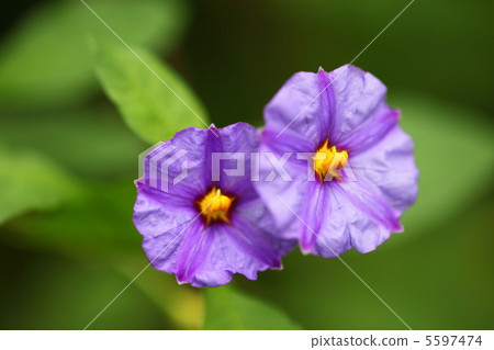 Solanum · Lantoneeti 5597474