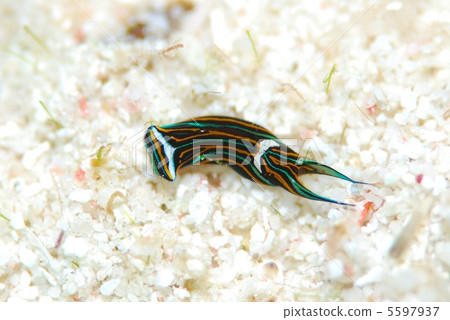 Nuushi Nuushi 5597937