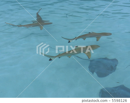 Black chip · shark of Moorea Island 5598126