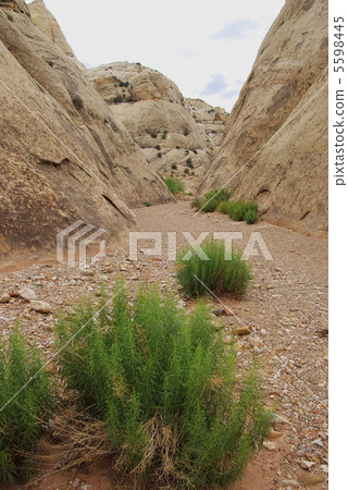 Capitol Gorge (Capitol · Gorge) in Capitol · Reef National Park 5598445