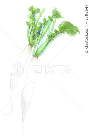 Celebration radish mushroom radish Celebration radish mushroom radish 5598647