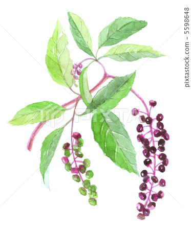 Yohji mountain beetle Yohji mountain beetle 5598648