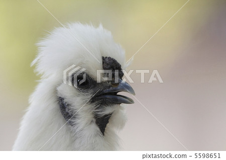 烏鴉鳥雞杜鵑 5598651