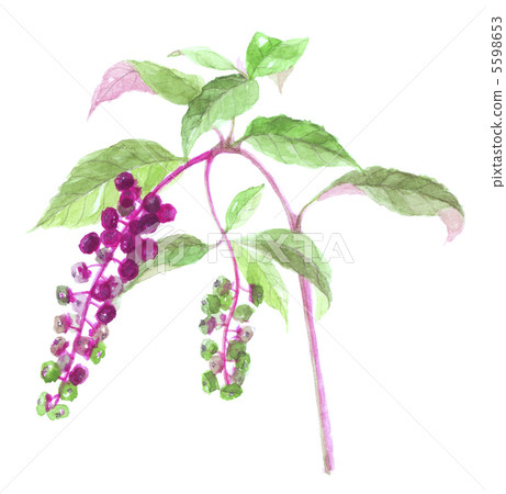 Yohji山甲蟲 Yohji山甲蟲 5598653