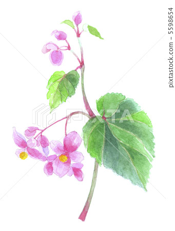 Akazo Tsuchida 5598654