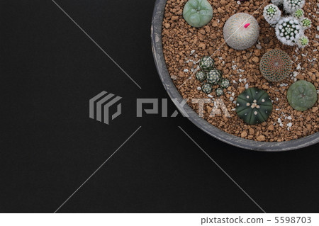 種植五顏六色的仙人掌海 5598703