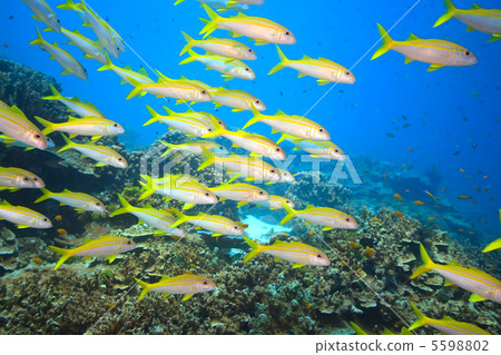 School of Yellowfin goatfish 5598802
