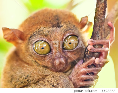 Phillipine tarsier 5598822