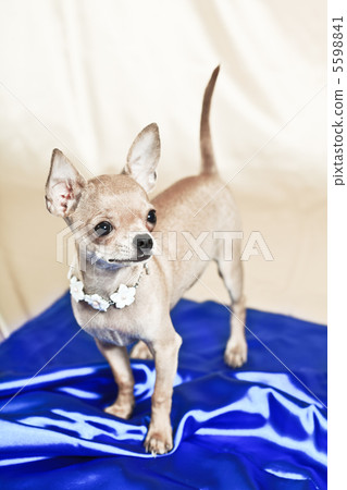 the smallest breed of dog the smallest breed of dog 5598841