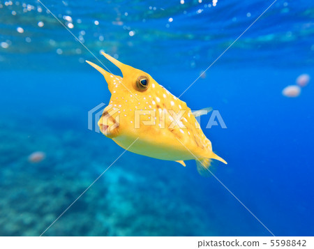Longhorn cowfish Longhorn cowfish 5598842