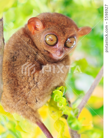 Phillipine tarsier 5598927