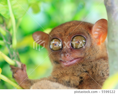 Tarsier 5599122