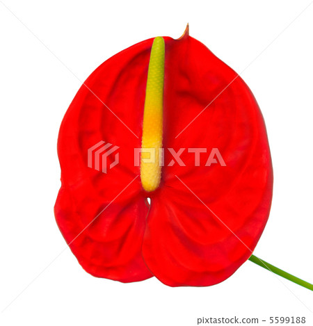 Red Anthurium Red Anthurium 5599188