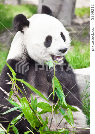 Giant panda 5599212
