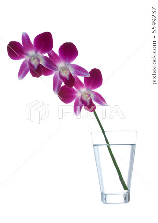 Orchid Orchid 5599237