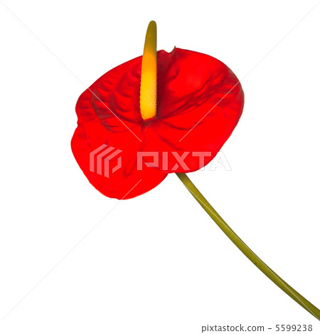 Red Anthurium 5599238