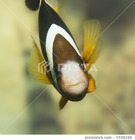 Clark's Anemonefish Clark's Anemonefish 5599288