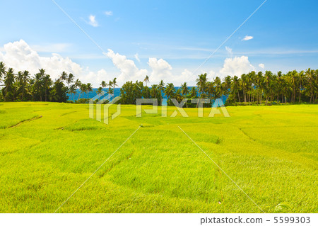 Paddy rice Paddy rice 5599303
