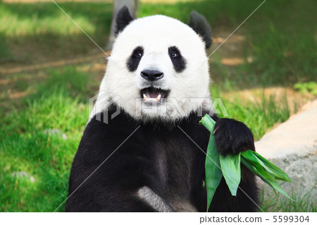 Giant panda 5599304