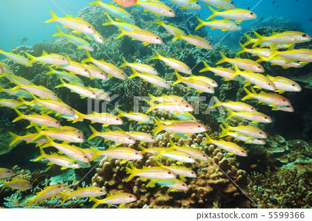 School of Yellowfin goatfish 5599366
