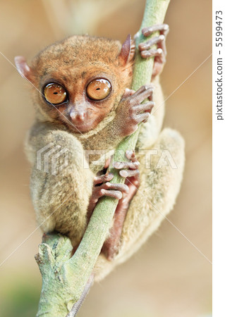 Phillipine tarsier 5599473