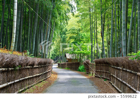 Sunflower city bamboo diameter 5599622