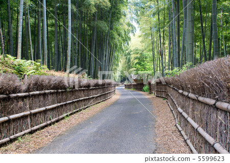 Sunflower city bamboo diameter 5599623