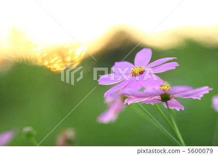 Cosmos sunset 5600079