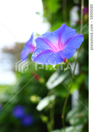 A sunny day with rain A sunny day with rain 5600080