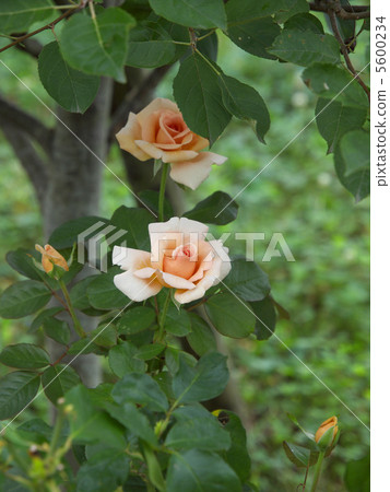 André Le Notre André Le Notre 5600234