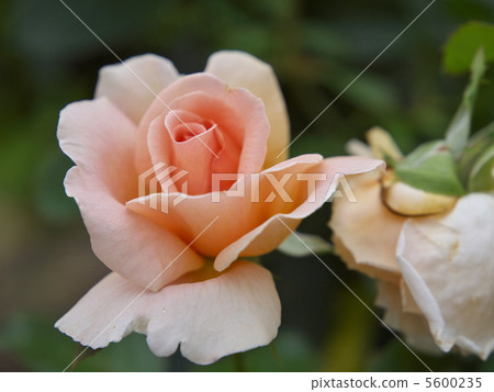 André Le Notre André Le Notre 5600235