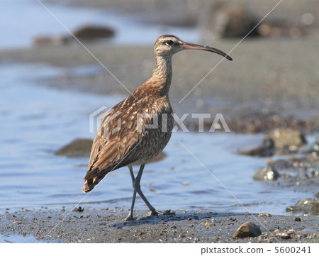 Cuttlefish 5600241