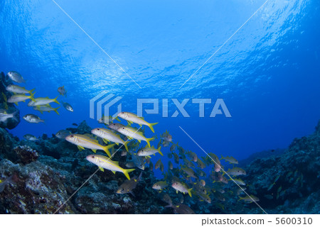 一群藍色的大海和紅鯡魚 一群藍色的大海和紅鯡魚 5600310