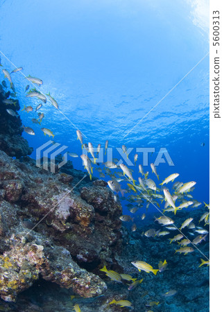 A flock of blue sea and red herring A flock of blue sea and red herring 5600313