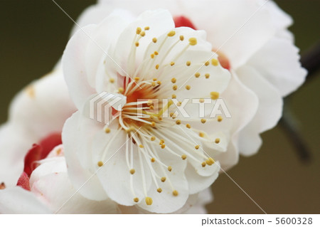 Plum blossom  5600328