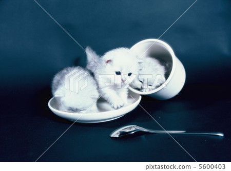 Persian cat and coffee cup 5600403