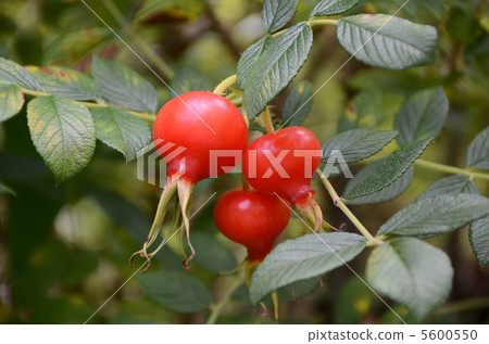 Hamanas fruit Hamanas fruit 5600550