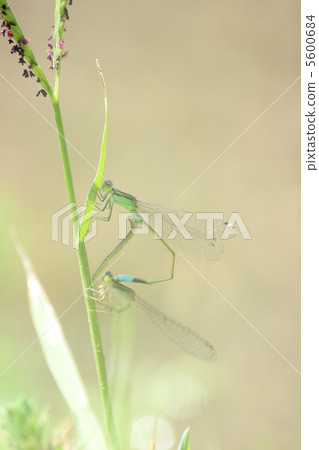 Heart of dragonfly Heart of dragonfly 5600684